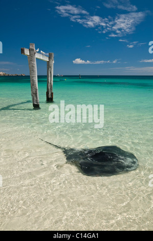 Stingray à Hamelin Bay près de la demeure d'une ancienne jetée, dans la région de Margaret River, Australie de l'ouest de l'Australie Banque D'Images