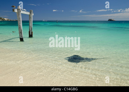 Stingray à Hamelin Bay près de la demeure d'une ancienne jetée, dans la région de Margaret River en Australie de l'Ouest Banque D'Images