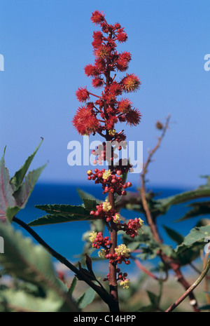 Le ricin (Ricinus communis) gousses rouges et de fleurs Banque D'Images