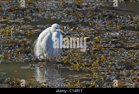 L'aigrette garzette. Egretta garzetta. Looe.Cornwall.U.K. Banque D'Images