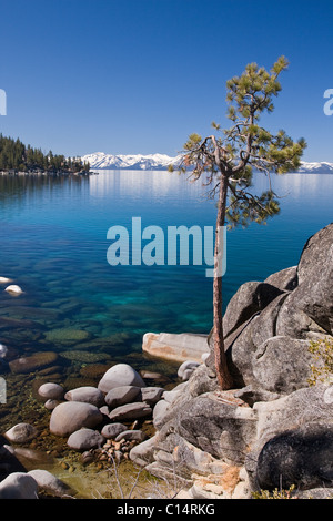 Un lone pine tree sur le rivage rocheux du lac Tahoe dans le Nevada Banque D'Images