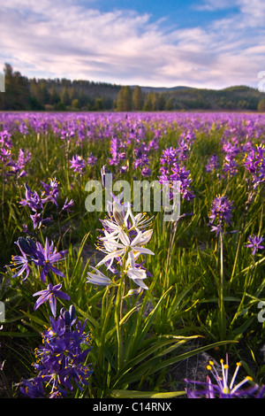 Une seule fleur de lys blanc Camas dans un champ de fleurs violettes à Sagehen Meadows près de Truckee en Californie Banque D'Images