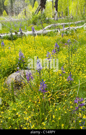 Purple Camis Lily fleurs dans un pré entouré de renoncules jaunes Banque D'Images