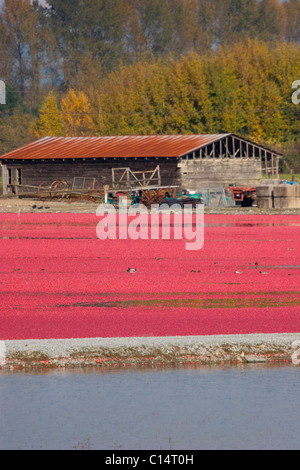 Les champs de canneberges inondées, prêt pour la récolte, Pitt Meadows, BC, Canada Banque D'Images