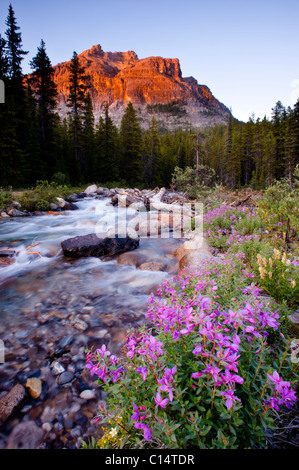 Les fleurs roses, rivière, arbres et montagne. Le parc national Banff, Alberta, Canada. Banque D'Images