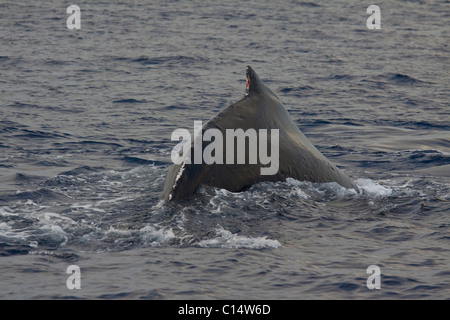 Bull Baleine à bosse au large de la côte ouest de Maui, Hawaii. Il est meurtri et sanglant d'une vive concurrence avec d'autres mâles. Banque D'Images