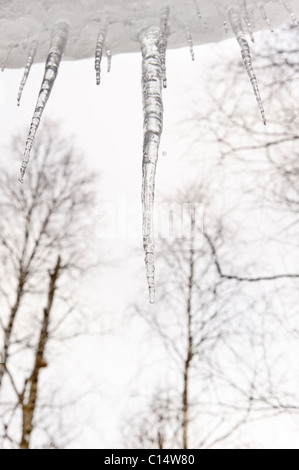 Les glaçons et les arbres, la Suède Banque D'Images