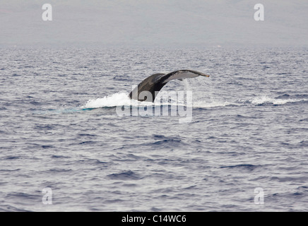 La nageoire caudale marquée de baleine à bosse au large de la côte ouest de Maui, Hawaii Banque D'Images