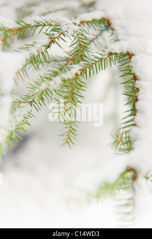Branches de sapin recouvert de neige, la Suède Banque D'Images