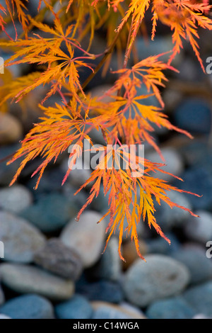 Érables Japonais Laceleaf tournant rouge et orange river rock, dans l'arrière-plan Banque D'Images