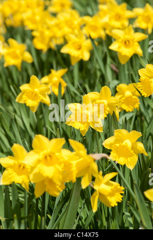 Les jonquilles, Suède Banque D'Images