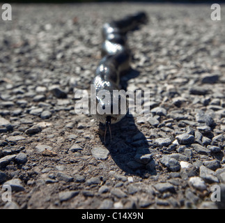 Un adulte couleuvre obscure (Elaphe obsoleta), aussi connu comme le pilote black snake, ramper à travers paniers de gravier en Virginie. Banque D'Images