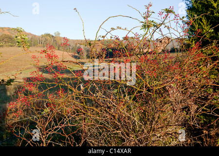 Multiflora rose, Rosa multiflora, églantier rouge vif ; espèces asiatiques introduits pour USA , maintenant considérés comme les espèces exotiques envahissantes Banque D'Images