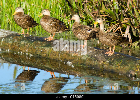 Canards tacheté alignés sur un journal - Green Cay Wetlands - Delray Beach, Floride, USA Banque D'Images