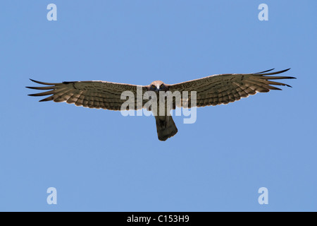 Circaète jean-le-blanc (Turdus gallicus) en vol Banque D'Images