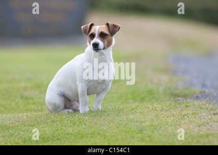 Un Jack Russel assis sur un patch d'herbe Banque D'Images