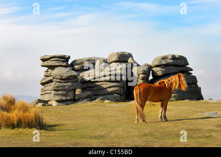 La lumière unique brown Poney Dartmoor fièrement dressée à Combestone alerte près de Tor Banque D'Images