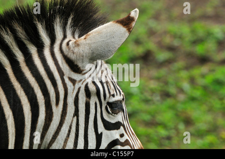 Zebra près d'Arusha en Tanzanie Banque D'Images