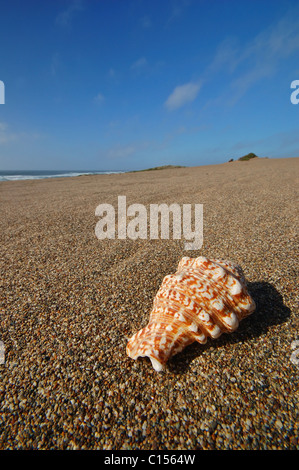 Assis sur la plage de coquillage Banque D'Images