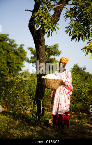 Agriculteur de coton équitable au Mali Banque D'Images