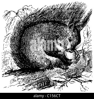 Vieille illustration gravée d'un écureuil roux Sciurus vulgaris, ou à mâcher sur un gland dans la forêt, isolé sur blanc. Banque D'Images