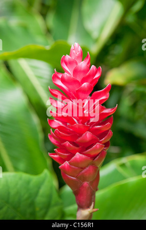 Gingembre rouge fleur dans le jardin tropical, la Jamaïque Banque D'Images