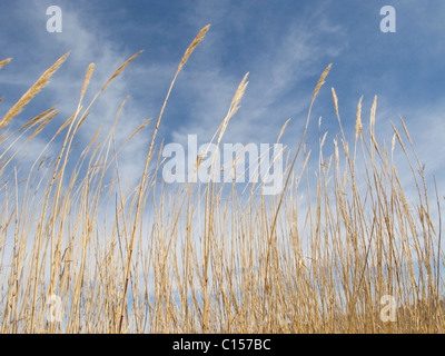 Arundo donax, un géant reed et une espèce de plantes envahissantes souvent vu près de l'eau, les marais et les terres humides dans l'ouest du Texas. Banque D'Images