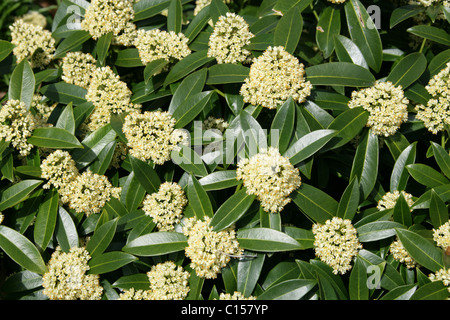 Skimmia japonica Skimmia, japonais, Rutacées. Banque D'Images