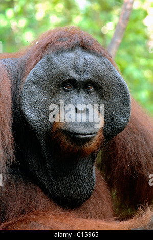 Le mâle adulte de l'orang-outang. Banque D'Images