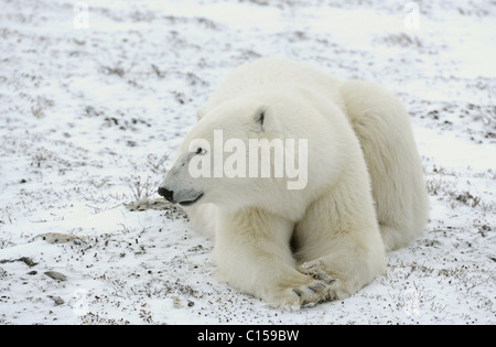 Portrait d'un ours polaire. Un ours couché sur la neige, à une courte distance. Close up. Banque D'Images