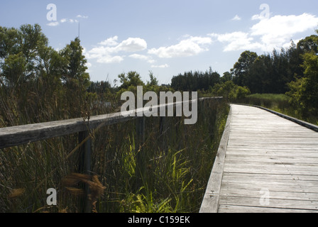 La promenade à travers la mangrove, Bicentennial Park, Homebush, Sydney, NSW, Australie Banque D'Images