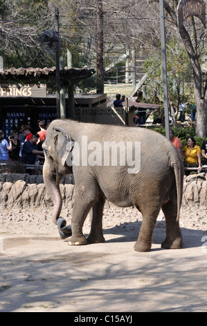 - L'éléphant d'Asie Elephas maximus Banque D'Images
