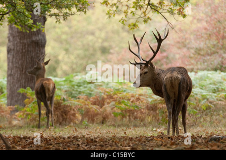 Red Deer stag en clairière avec hind à Richmond Park Banque D'Images