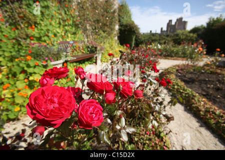 Village de Mey, en Écosse. La fin de l'été voir de roses rouges en pleine floraison à l'intérieur du Château de Mey jardin clos. Banque D'Images
