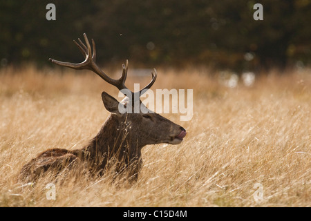 Red Deer stag reposant en après-midi, soleil, Richmond Park Banque D'Images