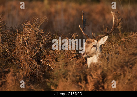 Cerf daim à Richmond Park Banque D'Images