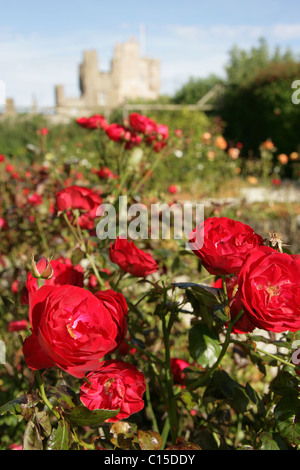 Village de Mey, en Écosse. De près, la fin de l'été voir de roses rouges en pleine floraison à l'intérieur du Château de Mey jardin clos. Banque D'Images