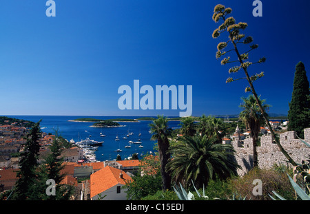 Île de Hvar, Dalmatie, côte dalmate, en Croatie Banque D'Images