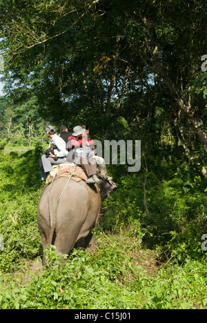 Un éléphant jungle safari dans le parc national Royal de Chitwan, au Népal. Banque D'Images