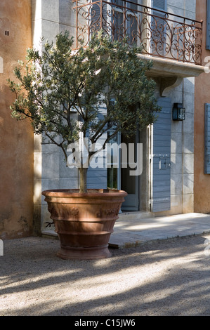 Grand olivier en pot en face d'une traditionnelle maison de campagne provençale Banque D'Images