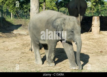 Un bébé éléphant au centre de reproduction de l'éléphant, Khorsor, Chitwan. Banque D'Images