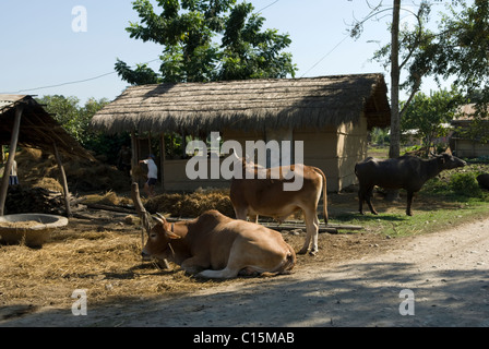 Maisons de chaume traditionnel dans un village Tharu, Chitwan, au Népal. Banque D'Images