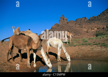 Les chameaux de l'alcool à une oasis, Tadrart Acacus, Libye, Afrique Banque D'Images