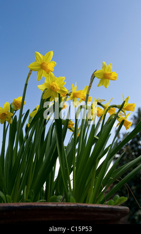 Les jonquilles capturé contre le ciel bleu. Banque D'Images