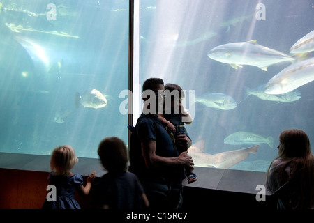 Homme et enfant regardant des poissons à l'Aquarium de Cape Town Banque D'Images
