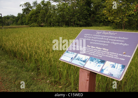Banteay Srei, la citadelle des femmes, un temple spectaculaire dans le parc archéologique d'Angkor, Siem Reap, Cambodge. Banque D'Images