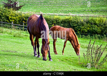 Mare et son poulain le pâturage dans le paddock Banque D'Images