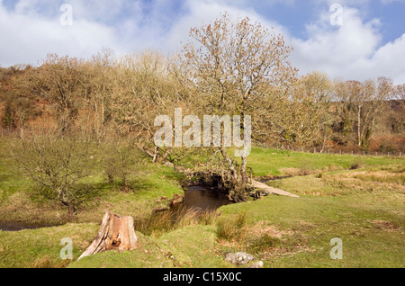Llangefni, Isle of Anglesey, au nord du Pays de Galles, Royaume-Uni. Sentier à travers d'Afon Cefni River dans le Dingle (Nant Y Pandy) réserve naturelle locale Banque D'Images