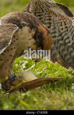 Harris Hawk manger un petit poussin Banque D'Images