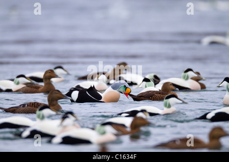 L'Eider à tête grise (Somateria spectabilis) ; ; chez les Eiders à duvet ; la Norvège Banque D'Images